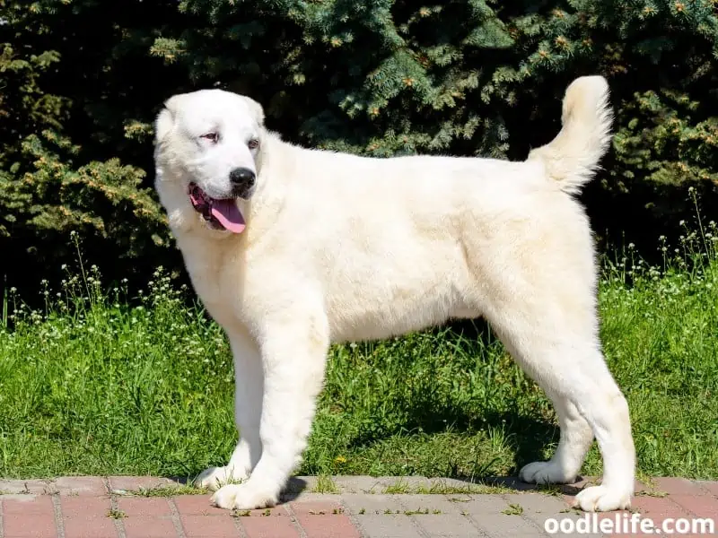 Central Asian Shepherd standing