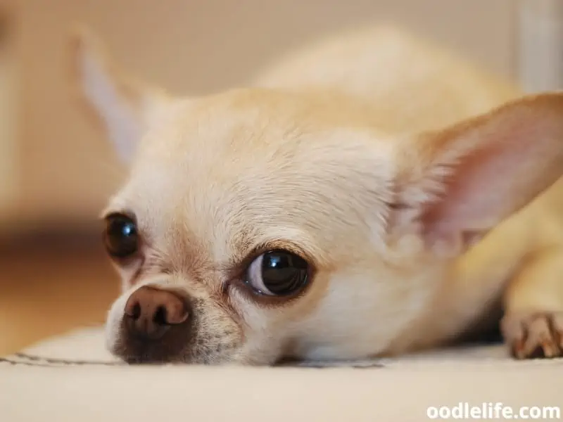 Chihuahua lying on the floor