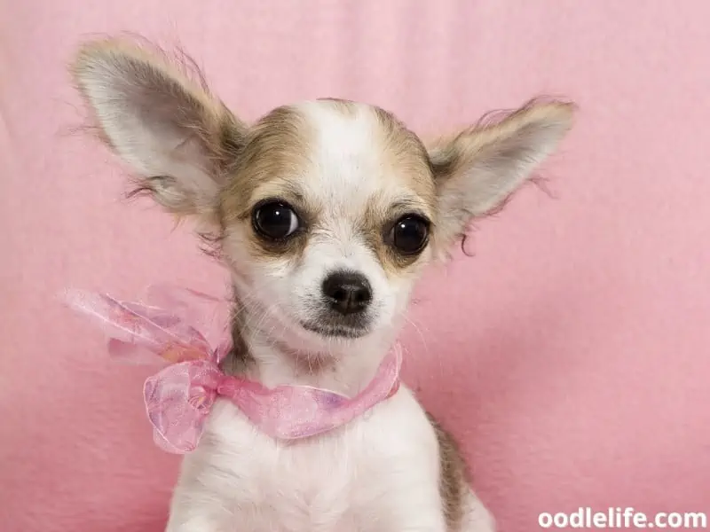 Chihuahua with a ribbon