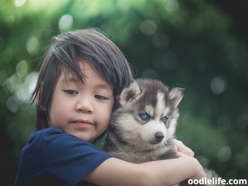 child hugs Husky puppy