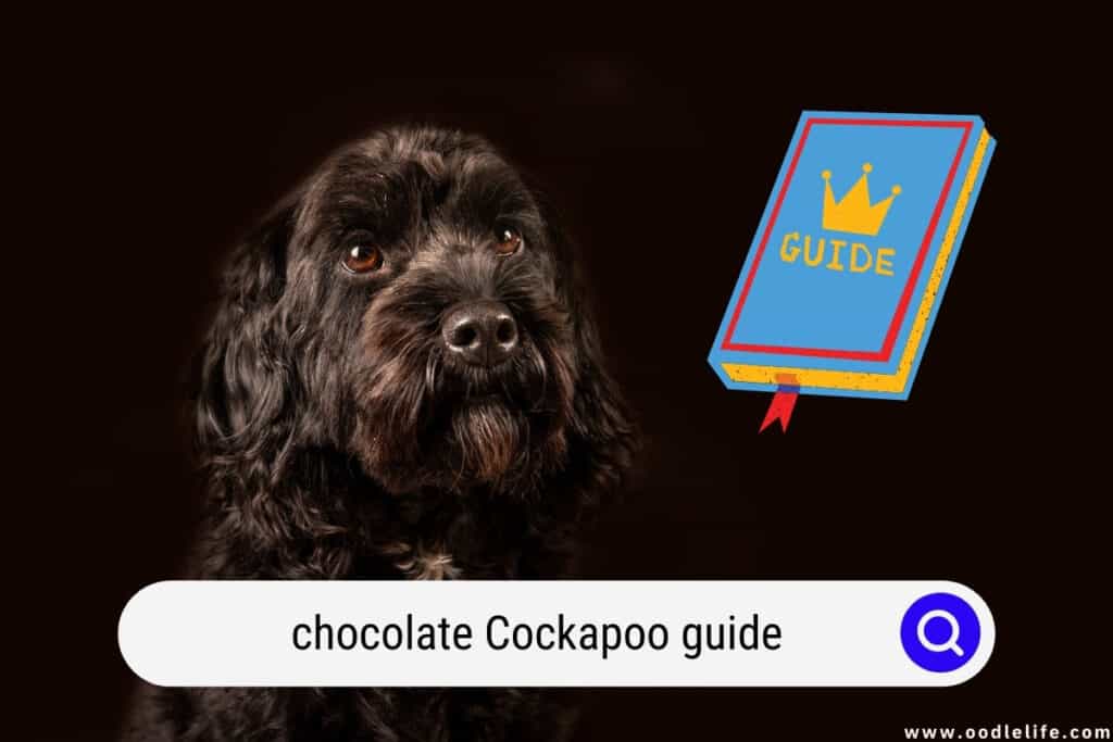 Chocolate Cockapoo Guide (With Photos!) - Oodle Life