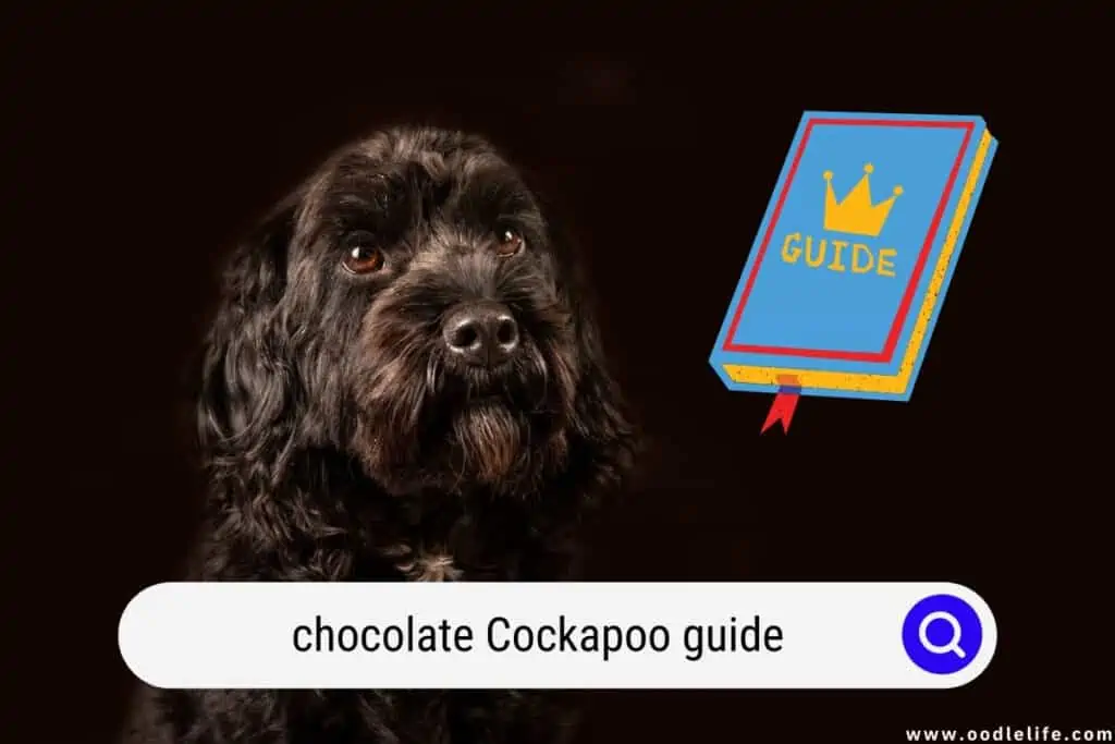 chocolate Cockapoo