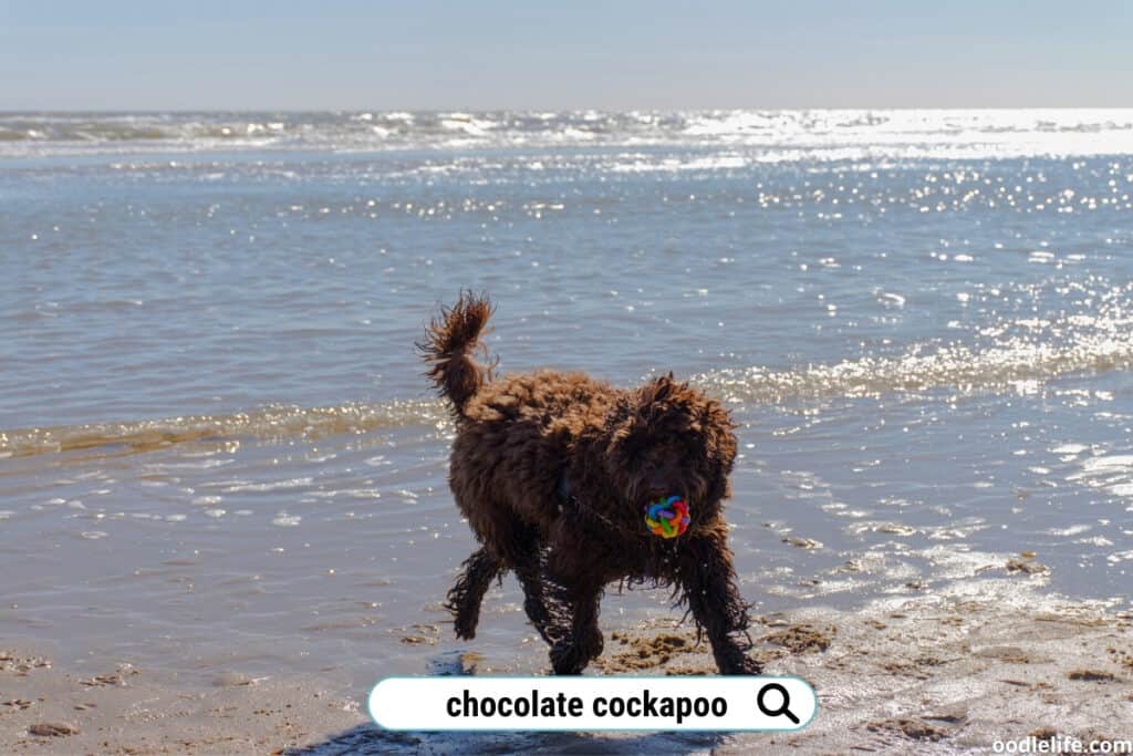 chocolate cockapoo at beach