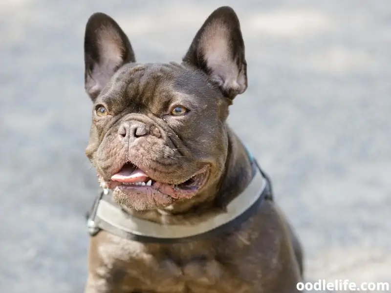 chocolate French Bulldog tongue