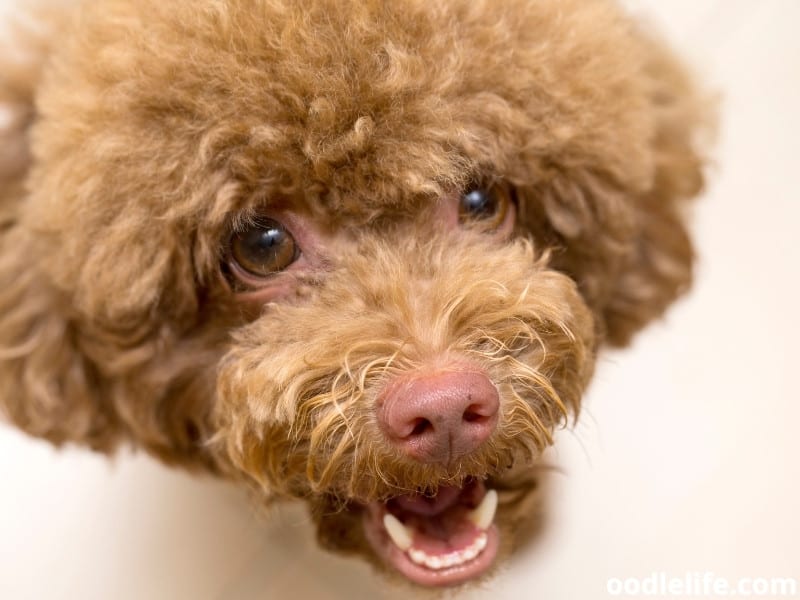 Why Do Poodles Lick Themselves