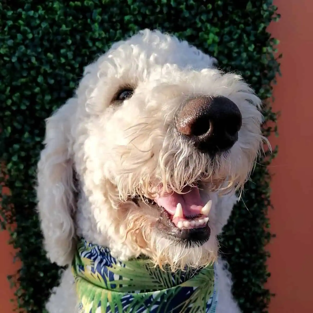 Do Poodles Have Whiskers? (Do They Grow Back?) OodleLife®