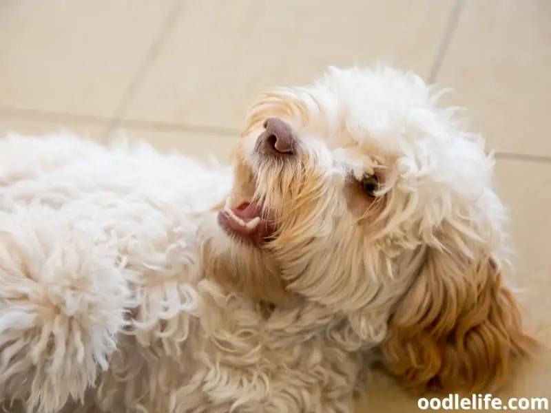 Cockapoo loves to play