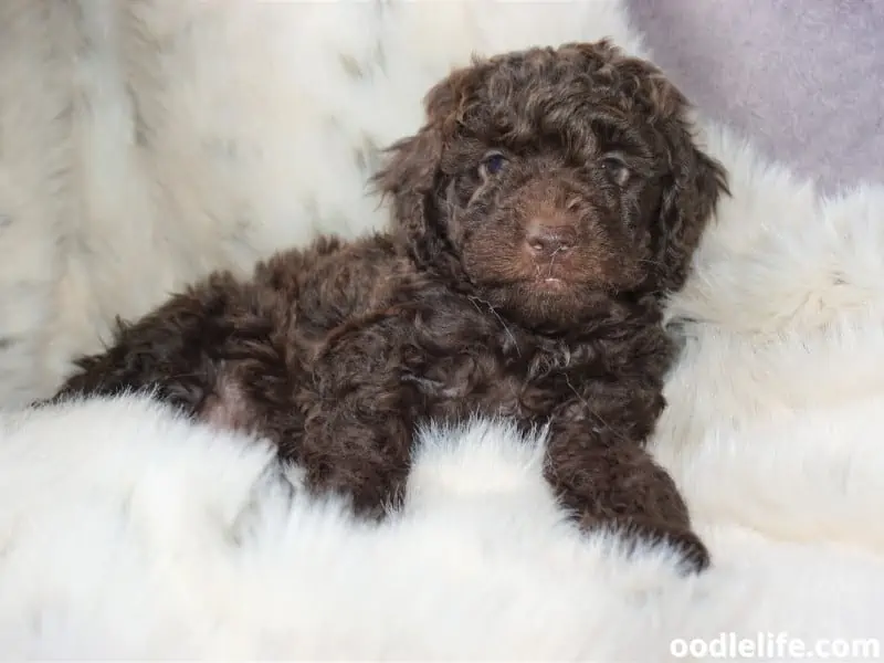 Cockapoo on furry cloth