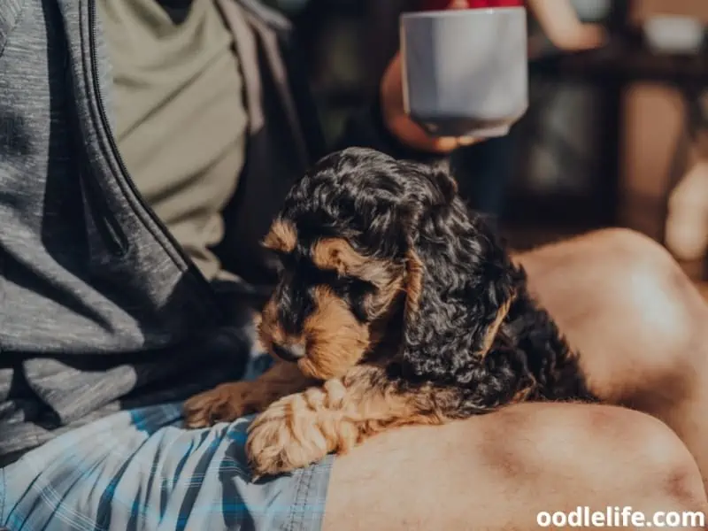 Cockapoo on owner's lap 