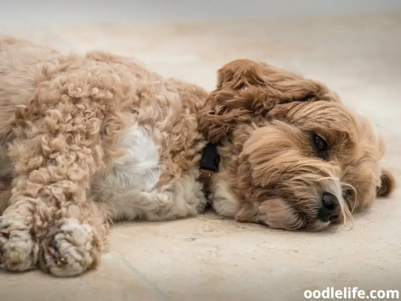 Cockapoo on the floor