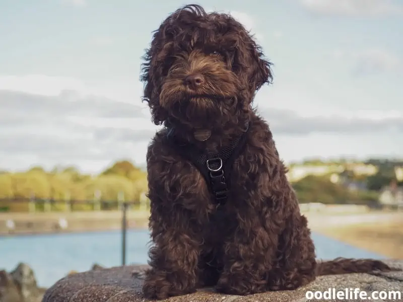Cockapoo puppy sits outside