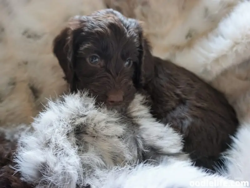 Cockapoo wants to sleep