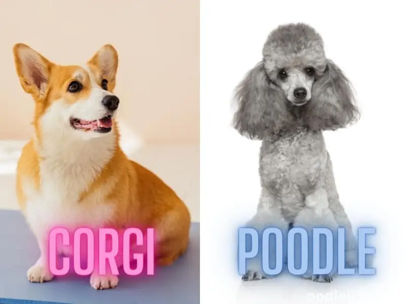 Corgi and Poodle breeds