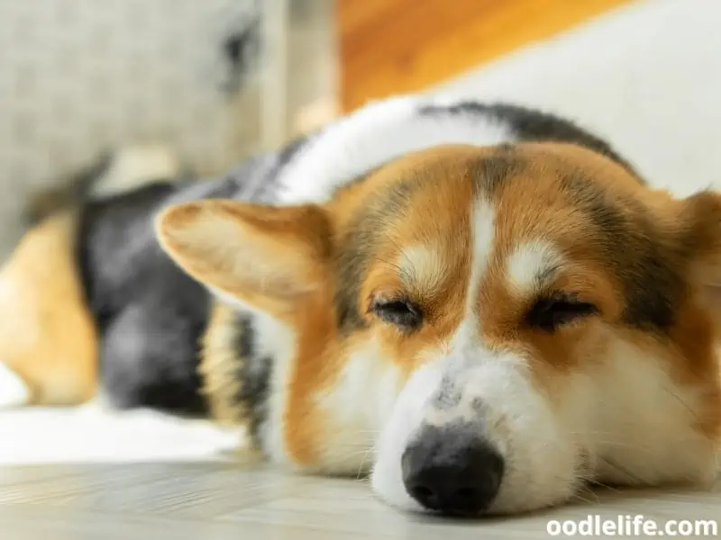 Corgi is sleeping soundly