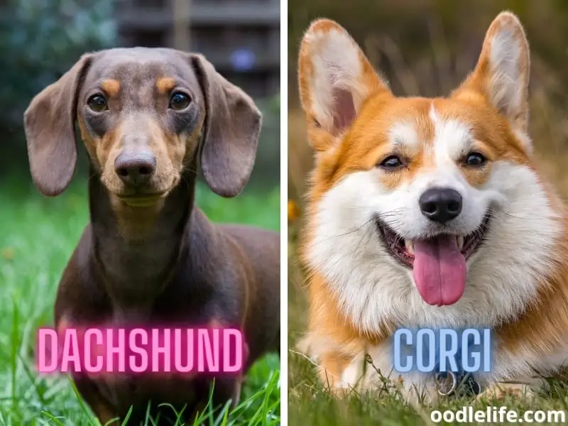 Dachshund and a Corgi