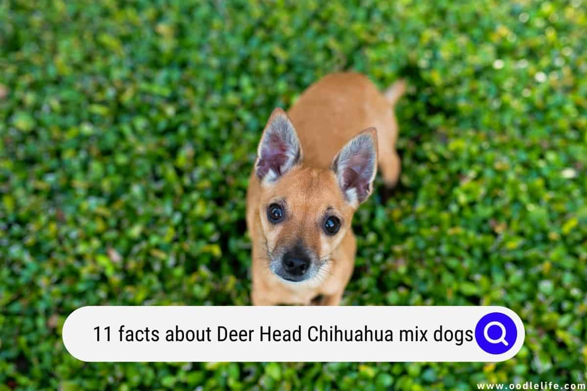 11 Facts About Deer Head Chihuahua Mix Dogs (with PHOTOS!) Oodle Life