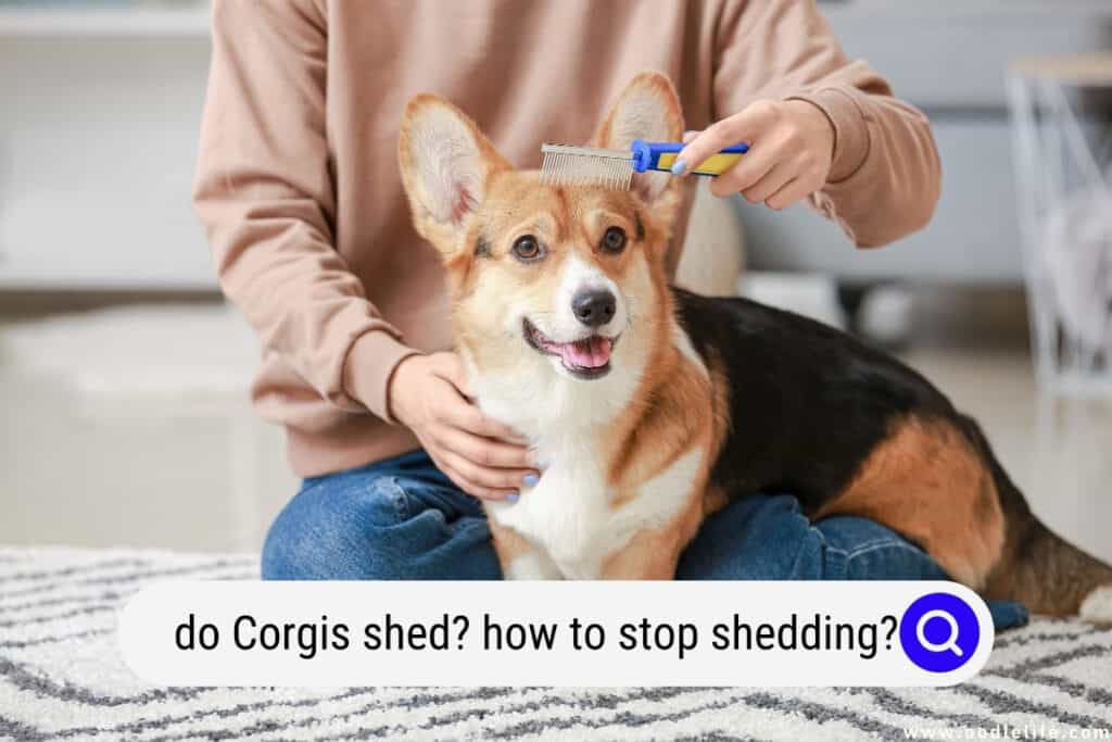 do Corgis shed