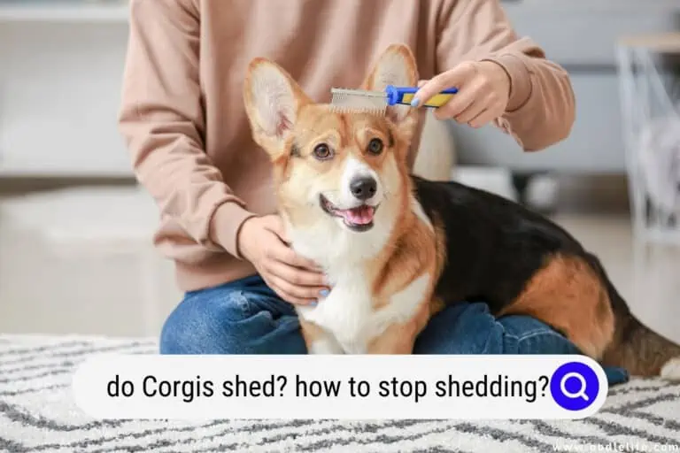 Do Corgis Shed? (How To Stop Shedding?)
