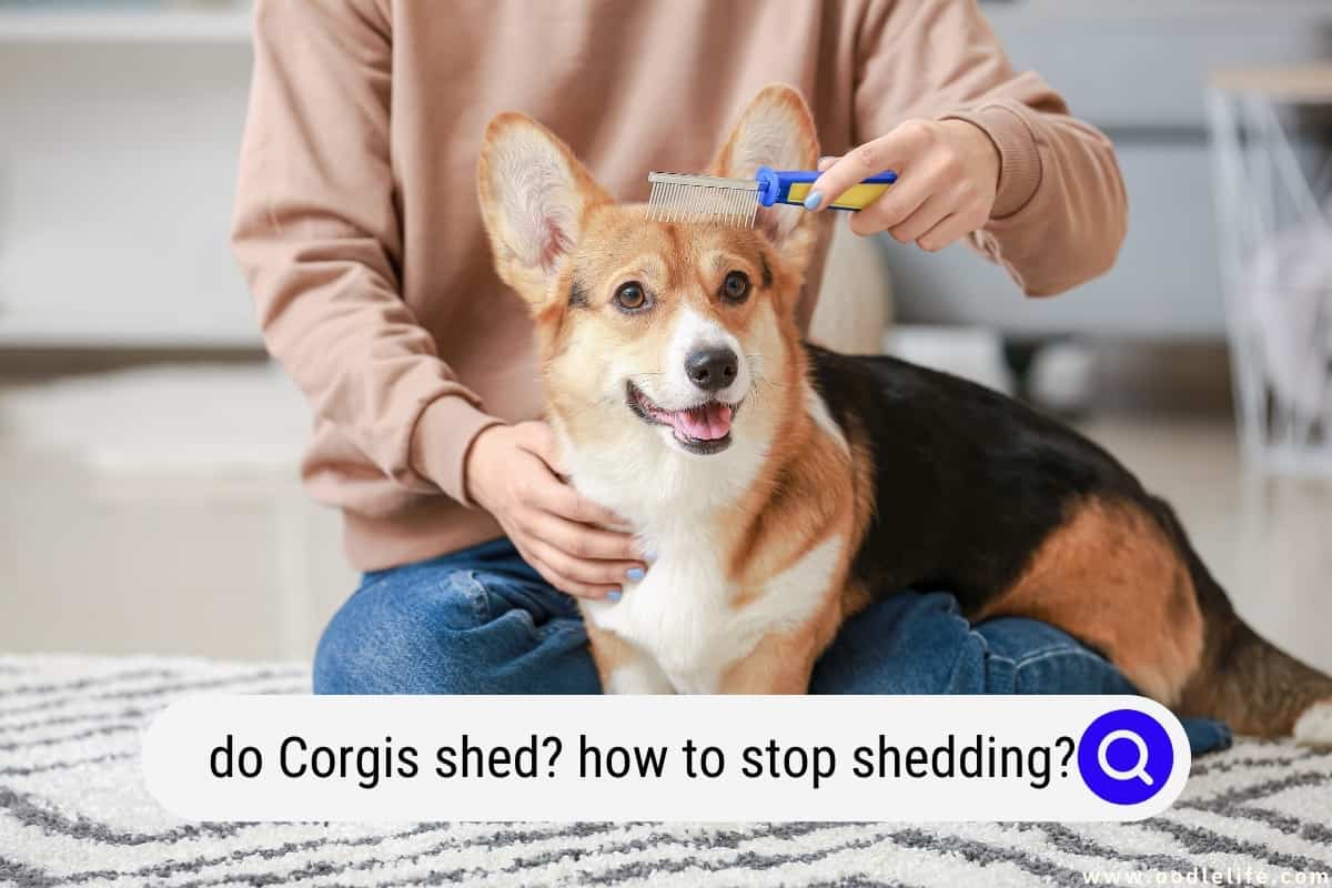 do corgi puppies shed