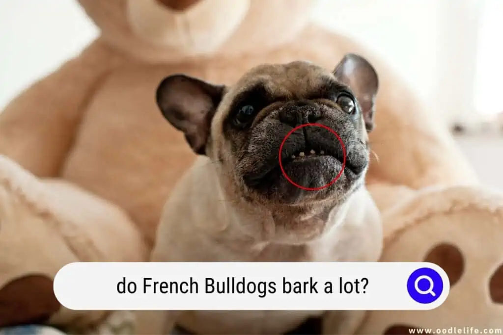 do French Bulldogs bark a lot?