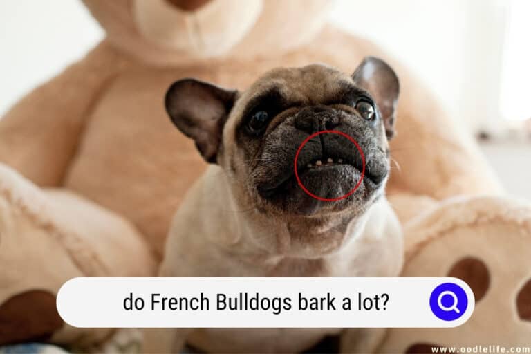 Do French Bulldogs BARK A Lot? Oodle Life