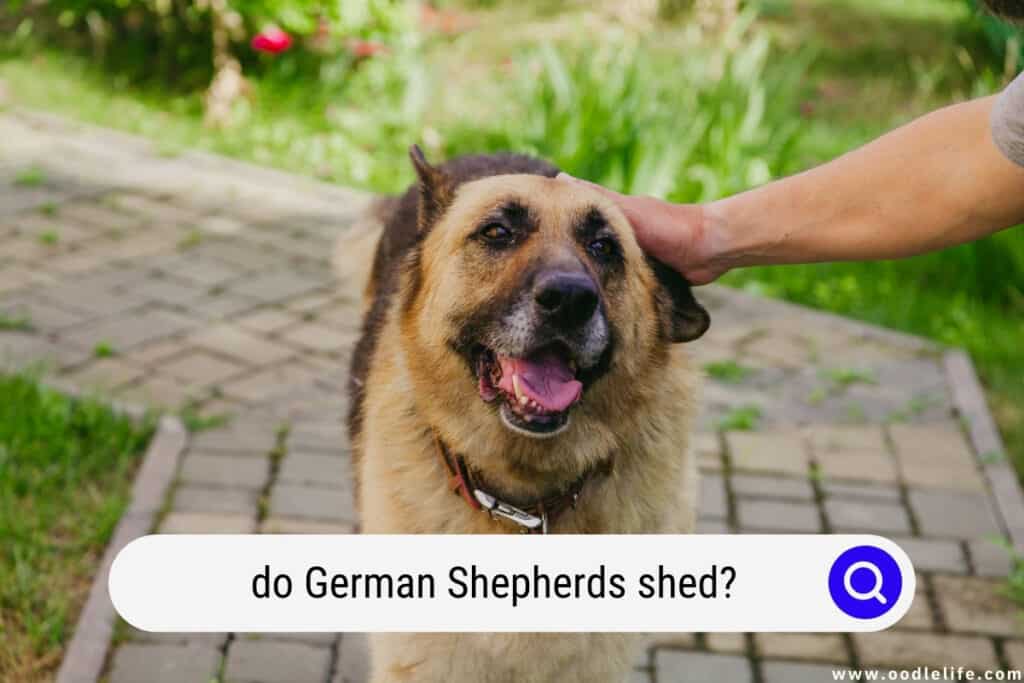 do German Shepherds shed