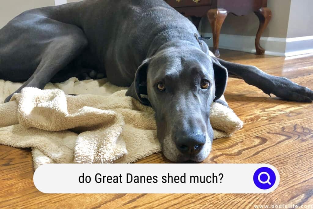 do Great Danes shed