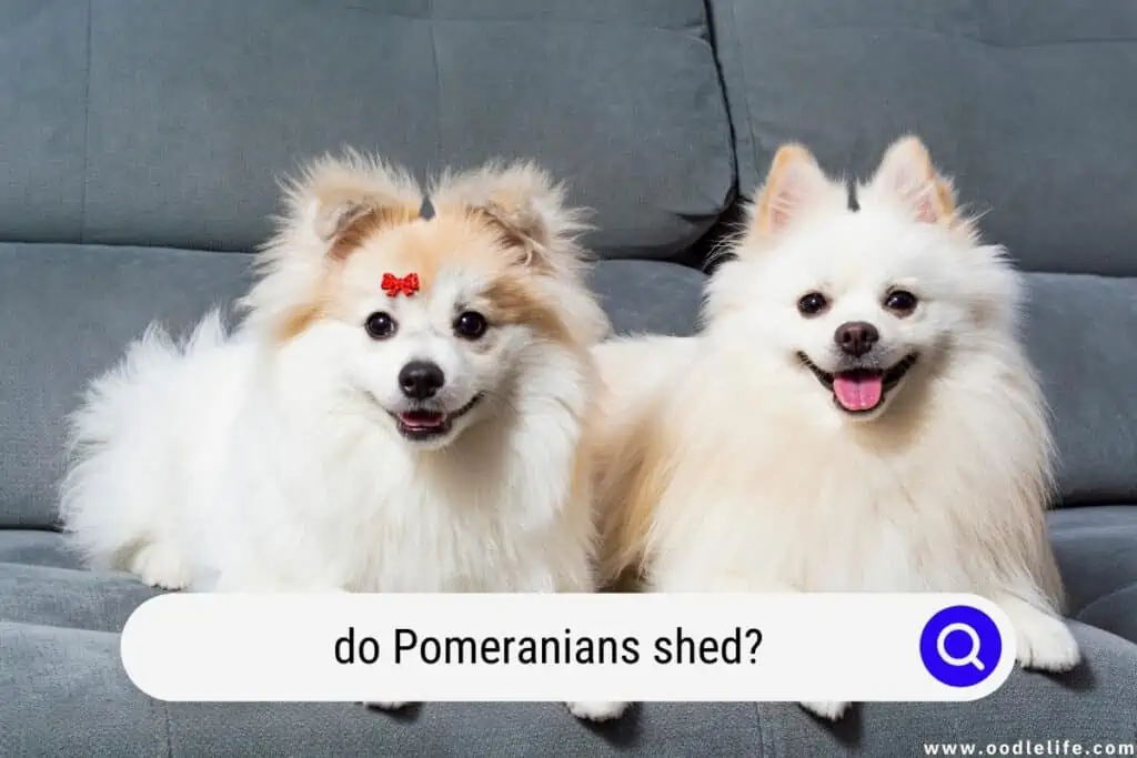 do Pomeranians shed