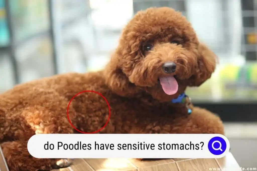 do Poodles have sensitive stomachs