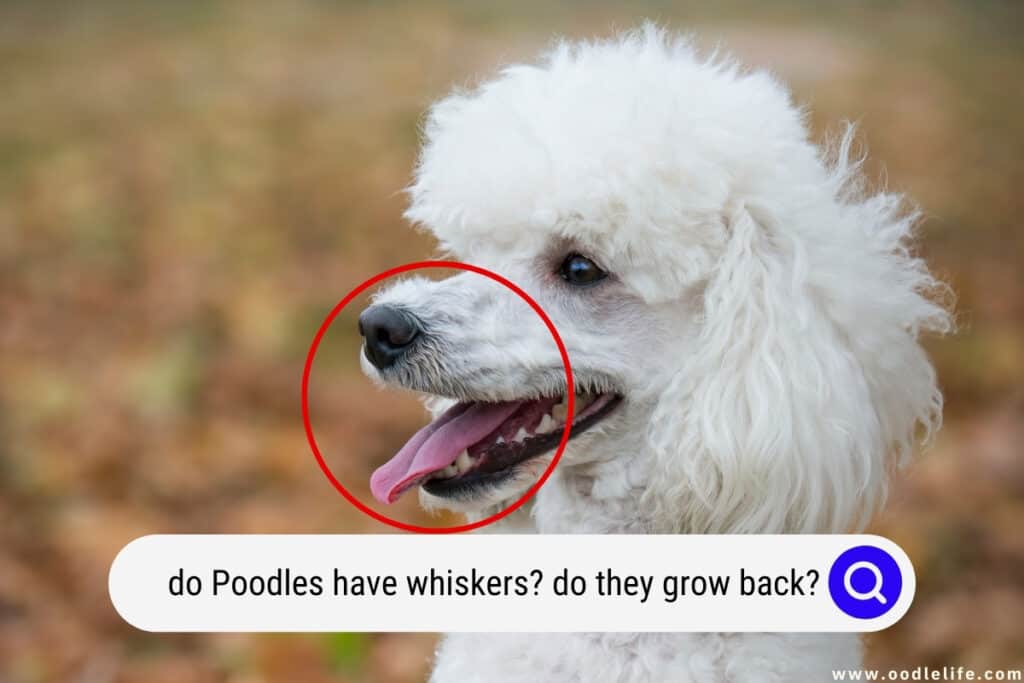 Do Poodles have whiskers