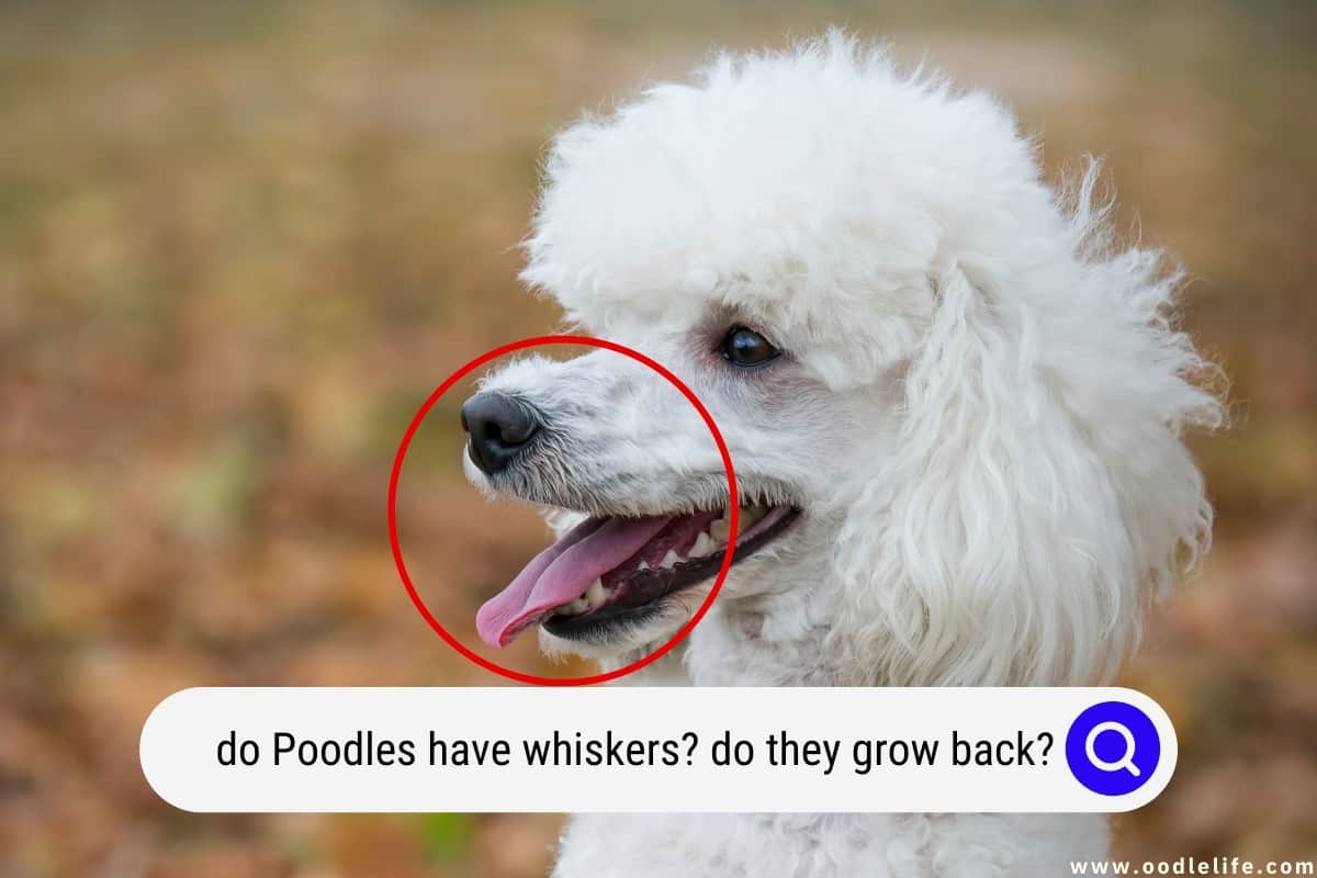 do dogs need chin whiskers