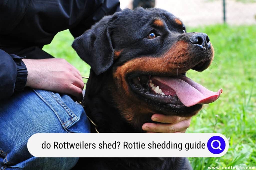 how to get a rottweiler coat shiny