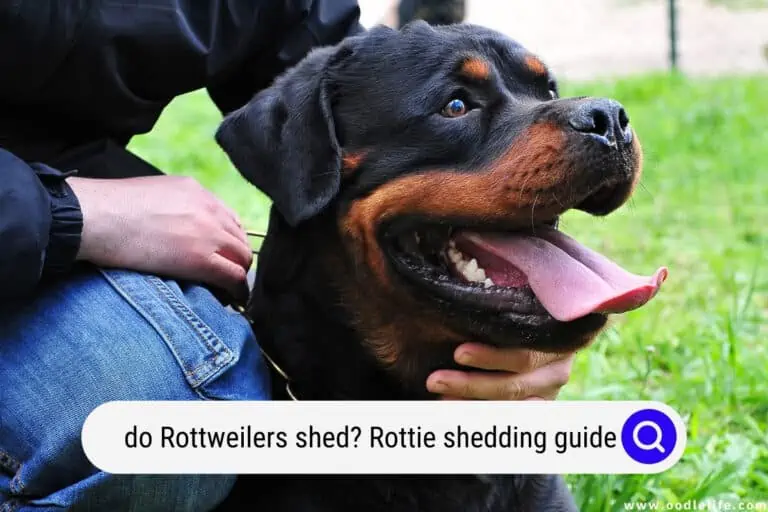 Do Rottweilers Shed? (Rottie Shedding Guide)