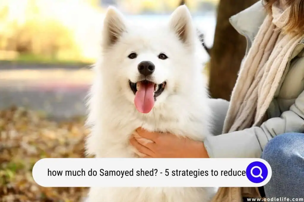 do Samoyed shed