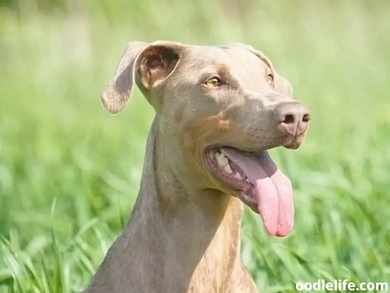 Doberman under the sun