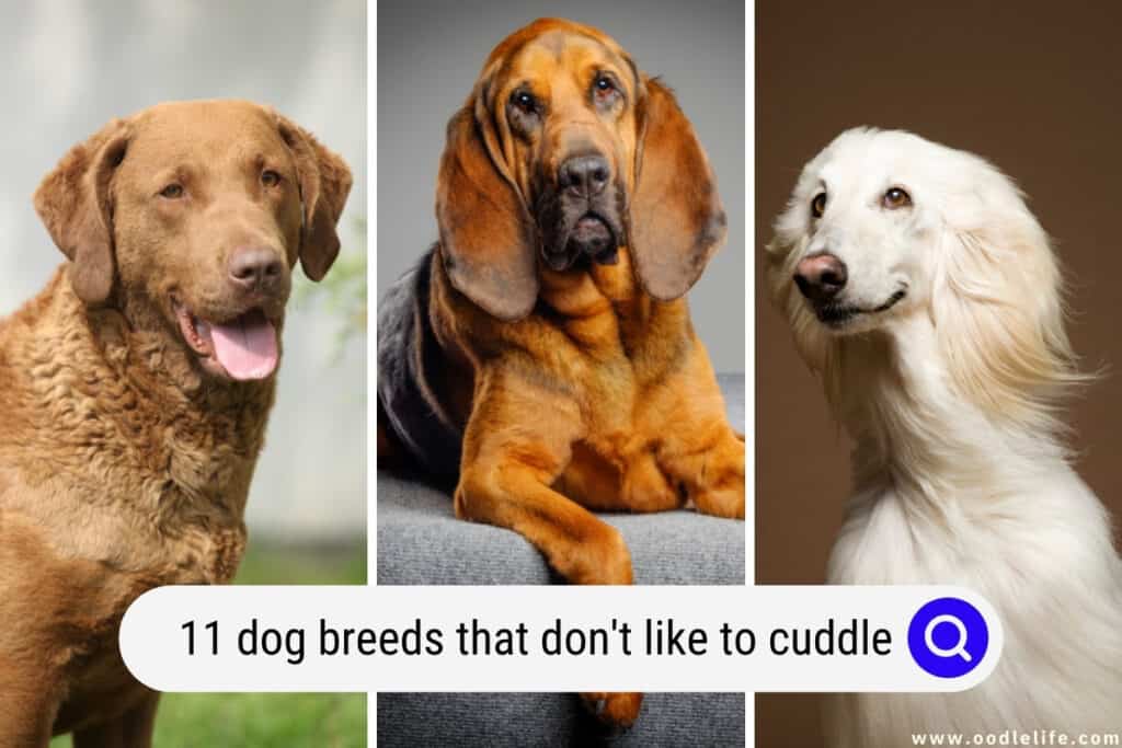 dog breeds that don't like to cuddle