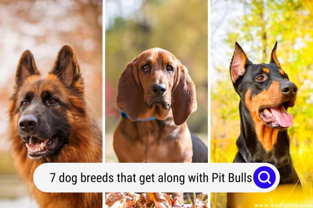 dog breeds that get along with pit bulls