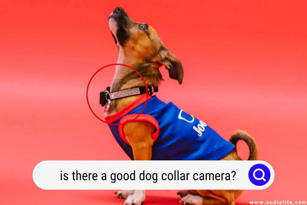 dog collar camera