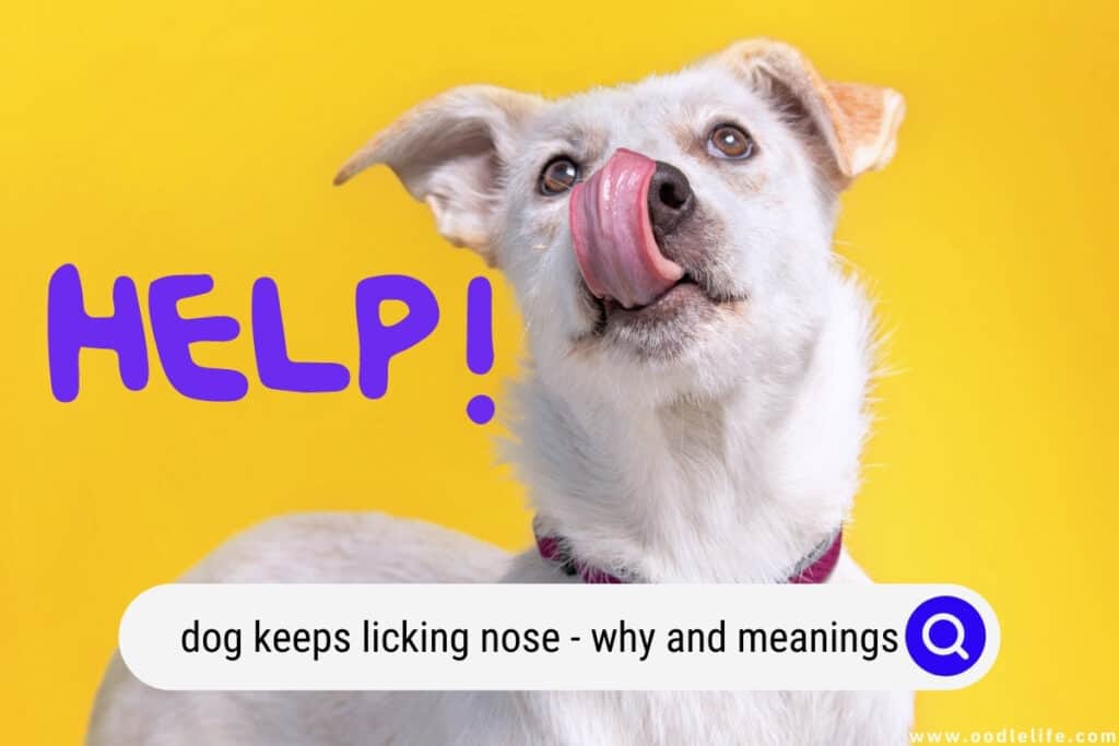 dog keeps licking nose