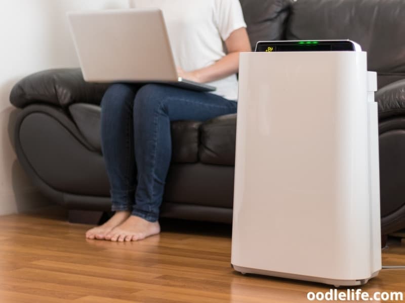 Best Air Purifiers For Pet Hair 2023 Oodle Life Best air purifiers for pet hair 2023 oodle life