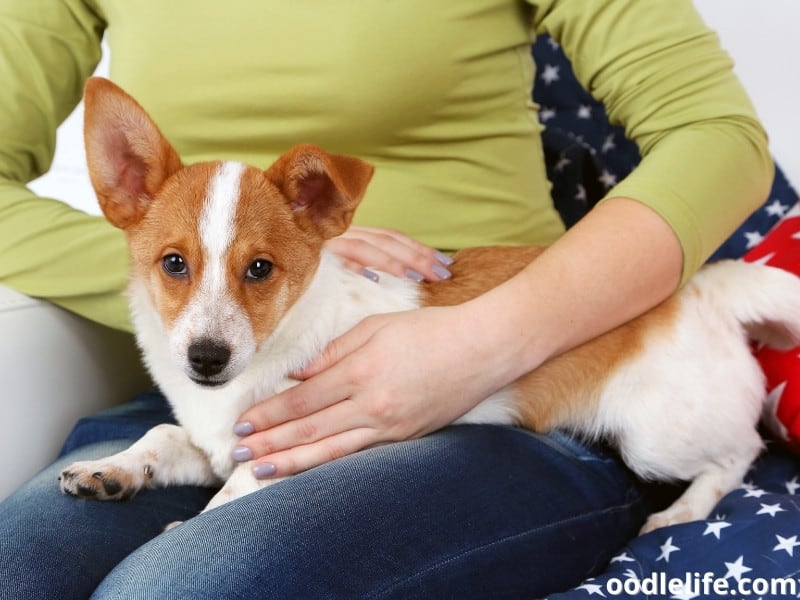 dog sits owner's lap