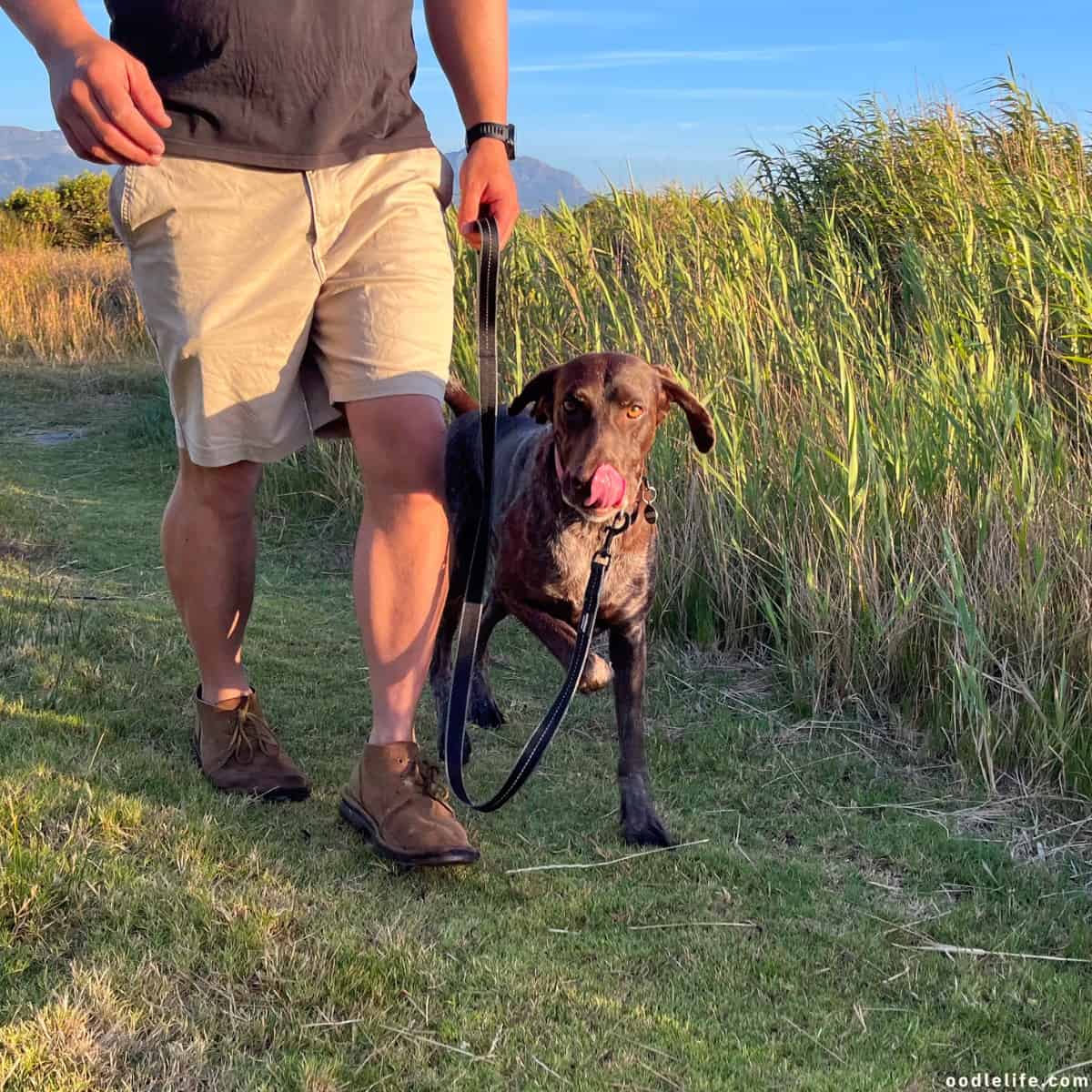 dog walking German Shorthaired Pointer 3