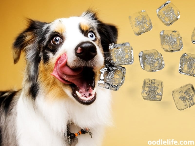 dog with ice cubes