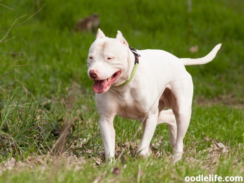 medium muscular dog breeds