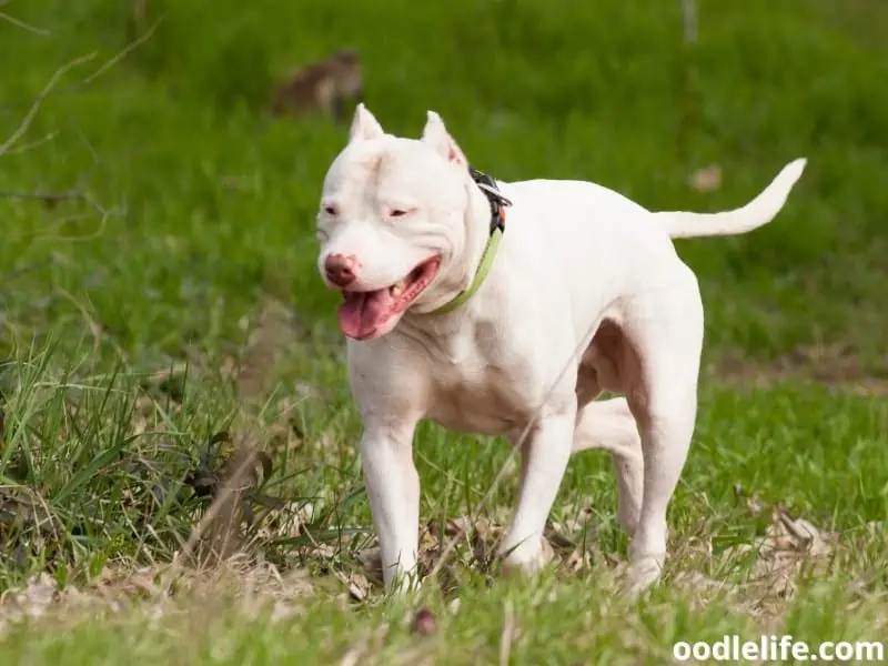 Dogo Argentino white coat