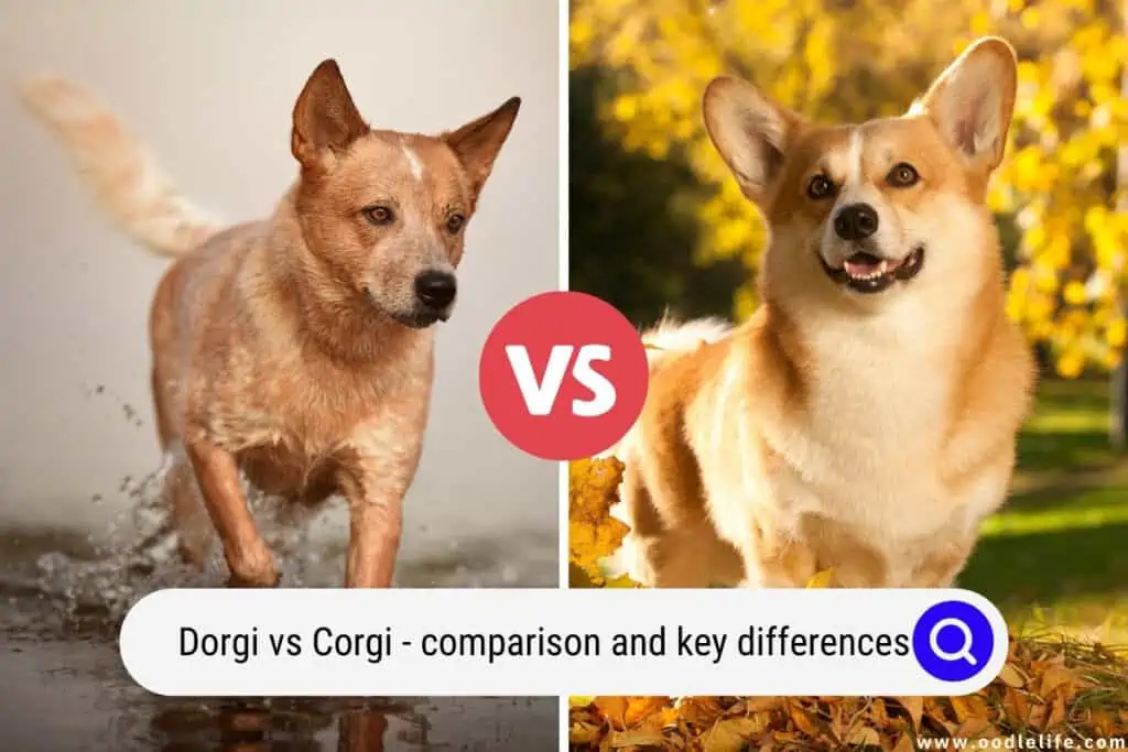Dorgi vs Corgi