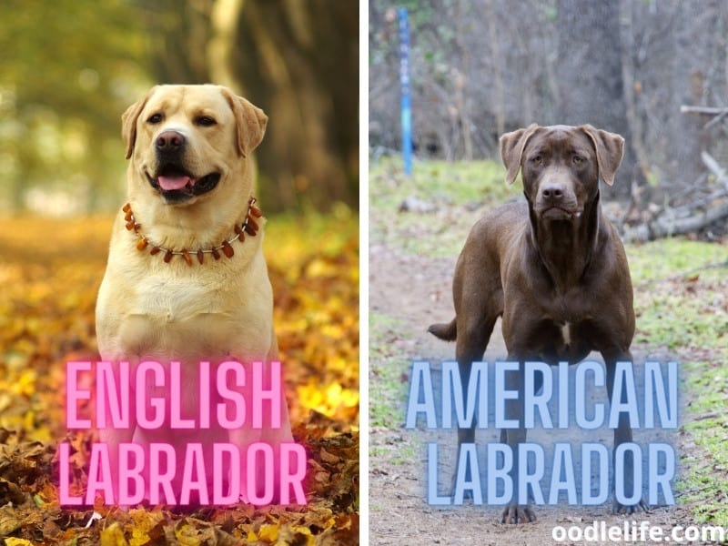 what is the difference between an english lab and an american lab