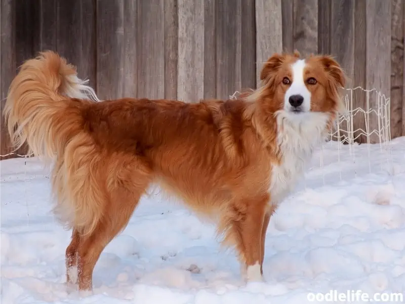 English Shepherd during winter