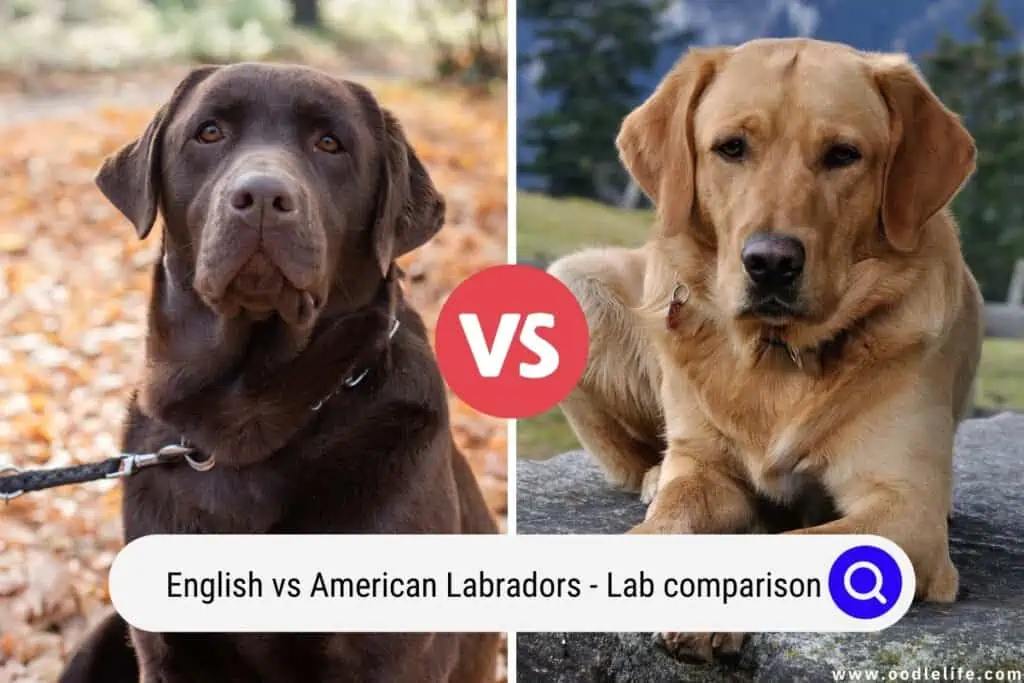 English vs American Lab
