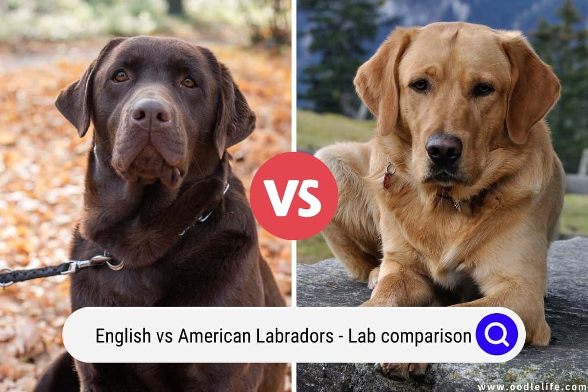 American Vs English Chocolate Lab